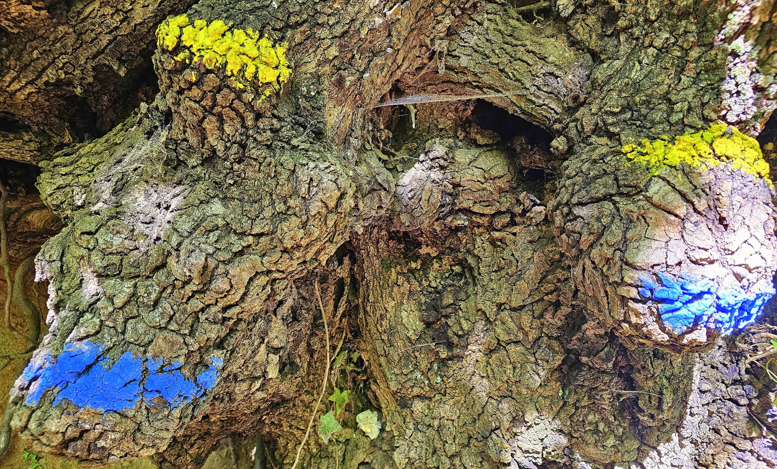 Baumwurzel mit Wegmarkierungen